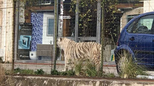 tigre fugge dal circo 678x3