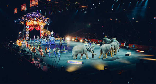 circo animaliw