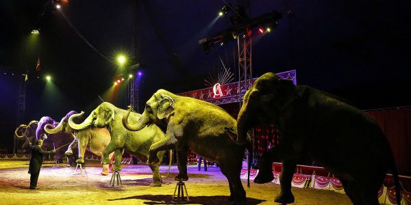 I 7 elefanti del Circo Americano presentati da Flavio Togni Foto Raffaele Bellacicco OK