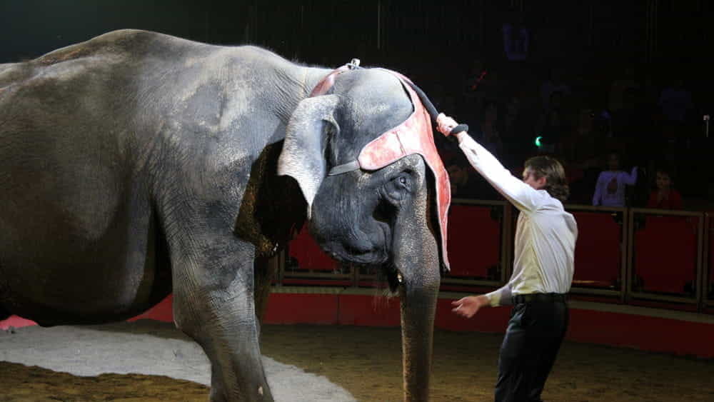 circo animali 2 2