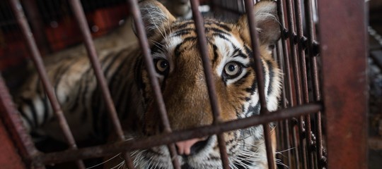 Tigre