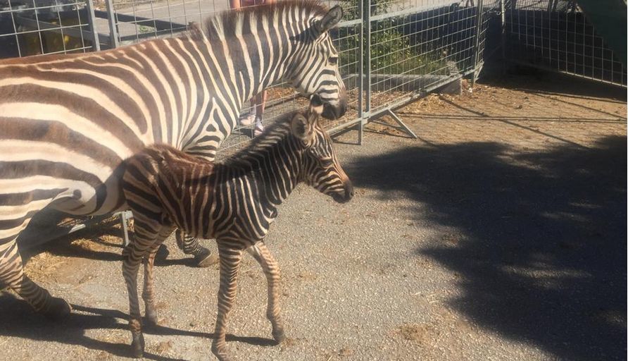 zebra circo madagascar ancona