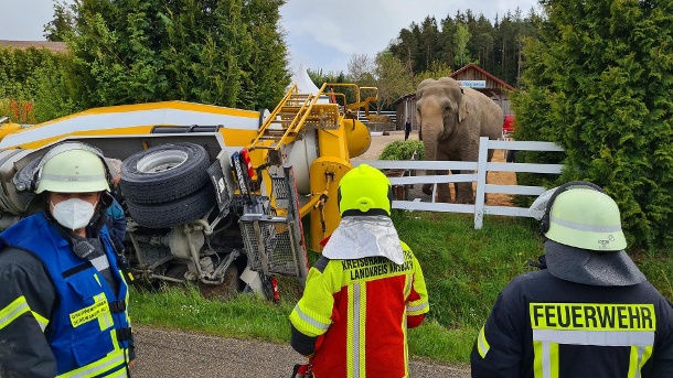 carla schaut dem feuerwehreinsatz zu die mittelfraenkische elefantendame liess sich von dem umgekippten betonmischer nur kurz aus der ruhe bringen