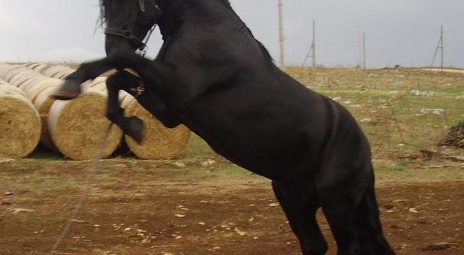 1623772310390jpg il cavallo murgese star del circo l esperimento al via da altamura