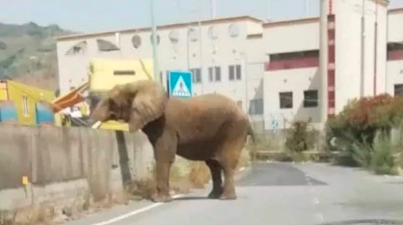 elefante