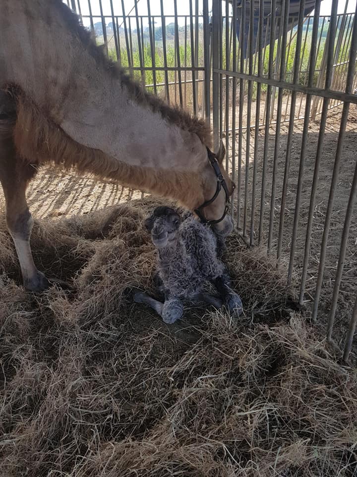 Animali4
