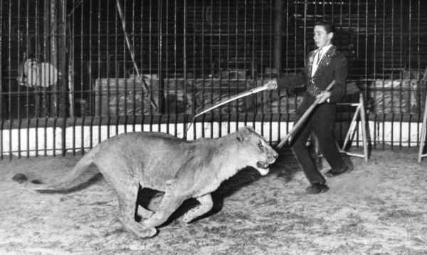 dickie chipperfield lion tamer lioness 14224375
