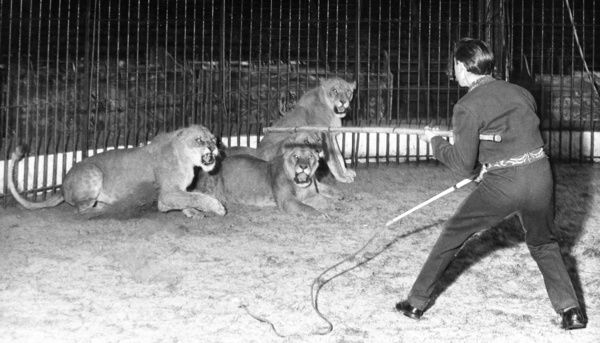 dickie chipperfield lion tamer lionesses 14224379