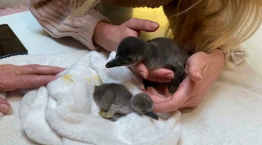 Pinguino2
